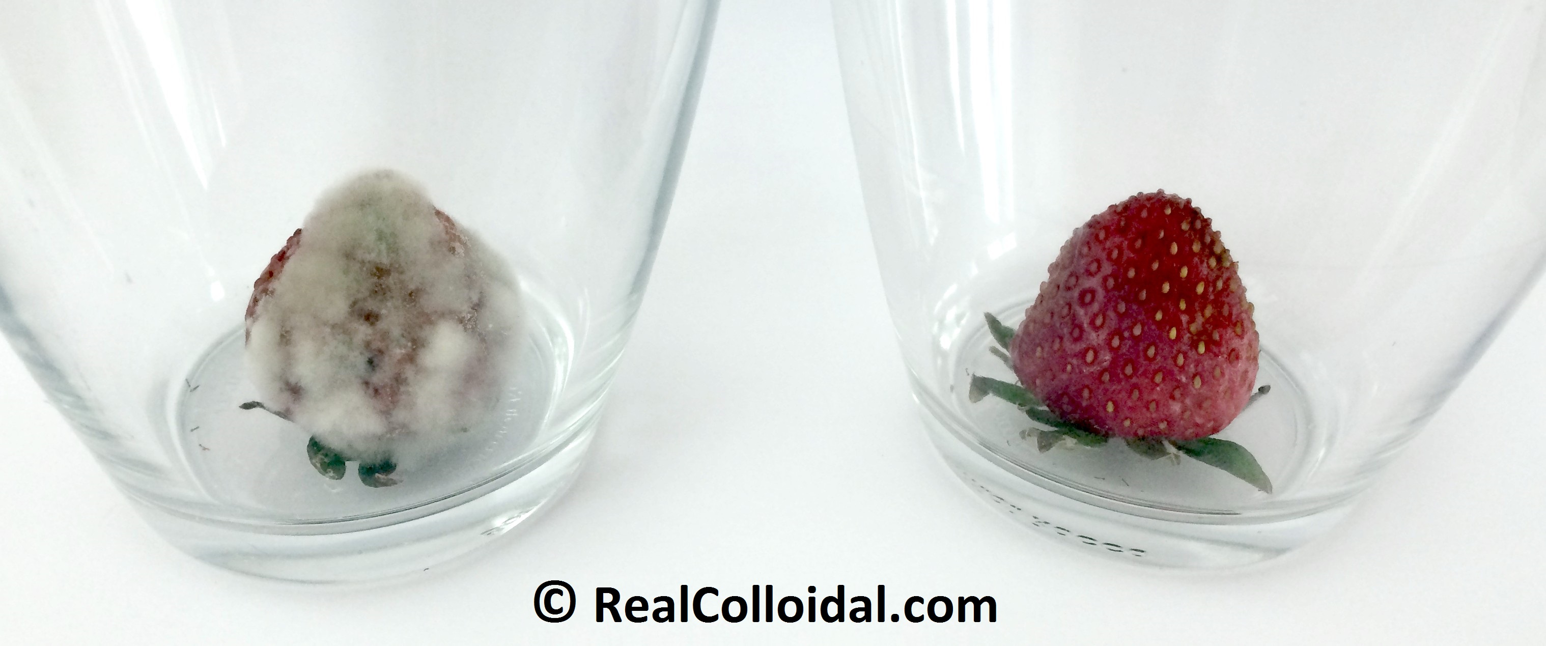 REAL Colloidal Silver Kills Mold REAL Colloidal Silver Kills Mold. - RealColloidal.com